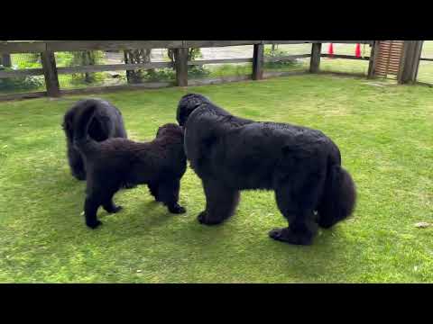 Loving guidance of the Newfoundland dogs( 10 year old ♀ & 6 year old ♂ & 3 month old  ♂)