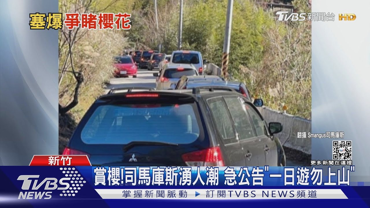 賞櫻!司馬庫斯湧人潮 急公告「一日遊勿上山」竹縣曝賞櫻秘境