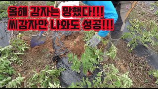올해 감자 농사 정말 힘드네요 전국이 다 그런거 같스…