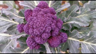 How to Grow Purple Sprouting Broccoli free from Club Root from Seed