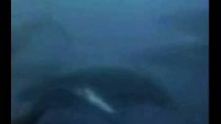 John Denver in Cousteau TV Special - The Whale Song (Original)