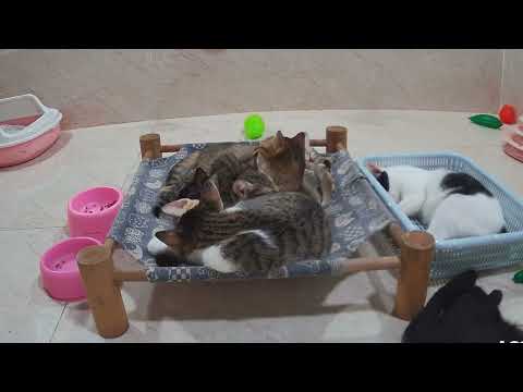 Funny Animal Videos - funniest cats Compilation 2025 try not to laugh😻🐶Funny Cats Videos