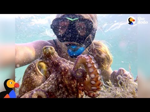 Woman And Octopus Are Best Friends - ELORA & EGBERT | The Dodo