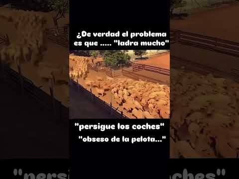 Sabemos que necesita nuestro perro? #educacioncanina #miradacanina #comunicacioncanina