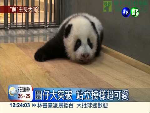 努力學爬有成績 圓仔會站了