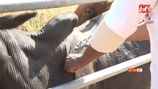 Vaccination animale à Nobéré : un suivi rigoureux assure le bon déroulement de la campagne