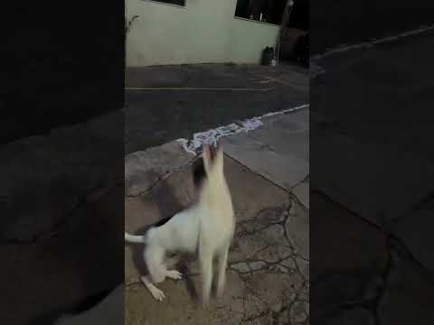 Vídeo de Chico