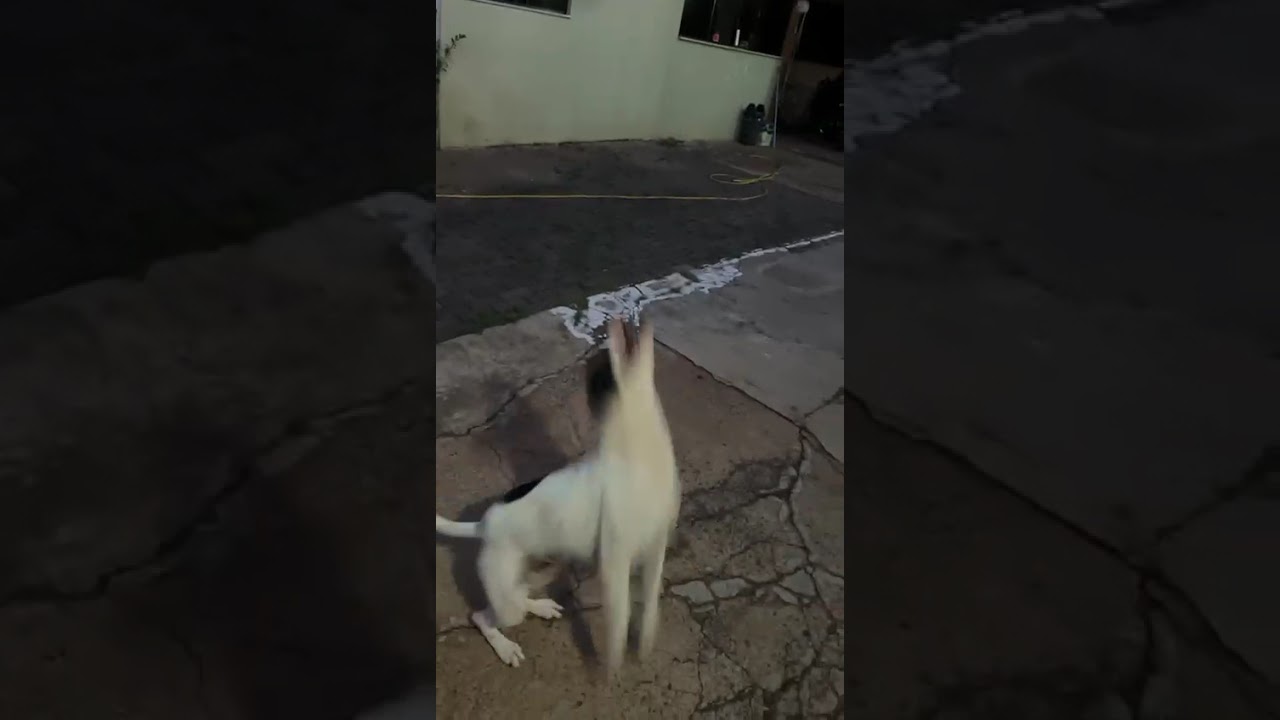 Cachorro raça SRD-ViraLata idade 1 ano nome Chico