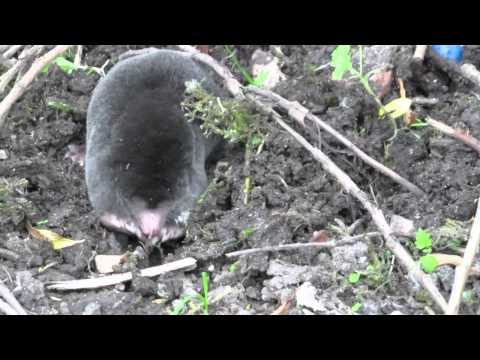Young Mole finds a worm