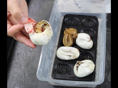 MORE "BIG CAT" BALL PYTHON HATCHLINGS ON THE WAY! - V53