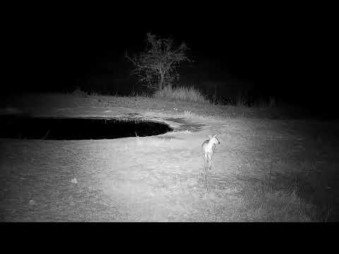 Djuma: Duiker female gets a drink from the pan-then off to graze - 20:02 - 09/12/21