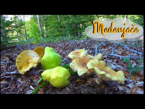 Medenjače kao Med - Prve