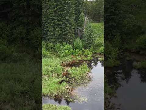 Nisbet Trout Pond, Saskatchewan - Just west of Prince Albert