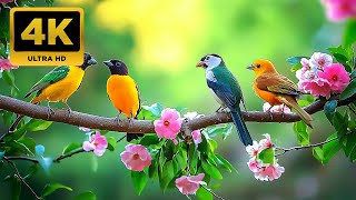 Download lagu Relaxing Music with Bird Sounds | NO ADS | Gentle Piano & Nature Sounds for Anxiety Relief mp3