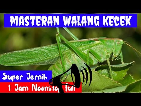 download lagu mp3 mp4 Download Masteran Walang Kecek Durasi Panjang, download lagu Download Masteran Walang Kecek Durasi Panjang gratis, unduh video klip Download Masteran Walang Kecek Durasi Panjang