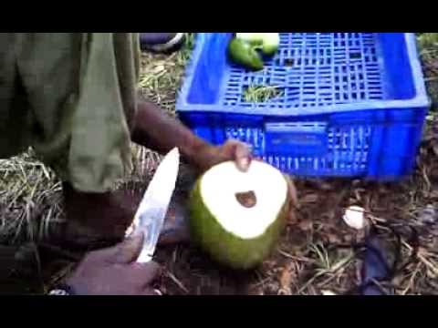 comment ouvrir une noix de coco ricardo