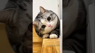 Download lagu #mewa #catvideos #mypet #cat #funnycatvideos #funnycat #kittycat #mycat #mychannel #mypetcat mp3 Download lagu #mewa #catvideos #mypet #cat #funnycatvideos #funnycat #kittycat #mycat #mychannel #mypetcat mp3