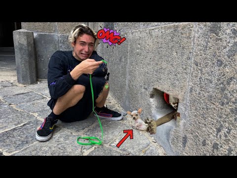 A SCARY CLOWN KIDNAPPED OUR DOG! *Live footage*