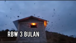 Download lagu FREE SWALLOW SOUND FROM ANDI SUFAR (SUFAR SINAR 77) mp3