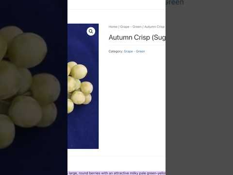 What do Autumn Crisp grapes taste like?