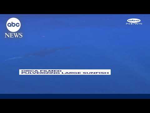 Orcas filmed pulverizing sunfish