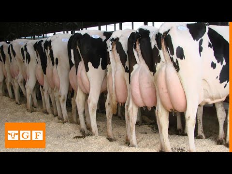 , title : 'Modern Dairy Farm | Holstein Friesian Farm'