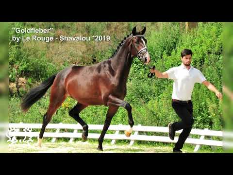 Kat. Nr. 25 - Hengst "Goldfieber" v. Le Rouge - Shavalou *2019 - Trakehner Hengstmarkt 2021