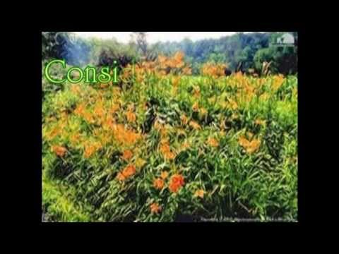 Consider The Lilies - The Word Of God