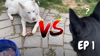 The Battle for the Bone - Slush & Ozzy Episode 1