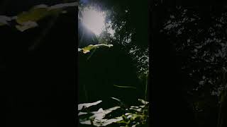 Download lagu Cinematic Asik || Story Wa Pagi Hari || Cinematic 30 Detik || #shortsfeed mp3