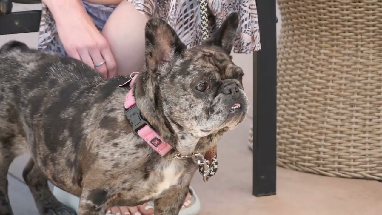 Cookie Crisp - Adopt Me!, a Adoptable mixed breed in Lake Forest, CA video 6/6