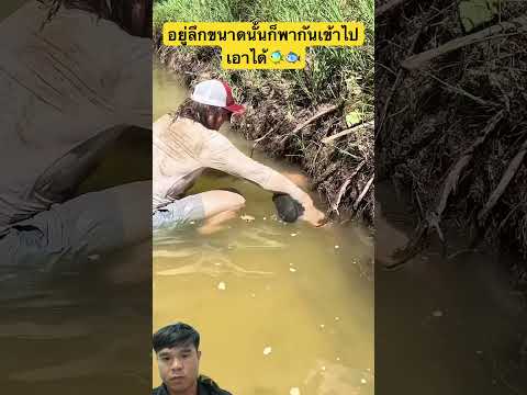 ถึงกับดำน้ำเข้าไปเอา #animals #shorts #สัตว์ #ปลา #fishing #fish #shortvideo #short