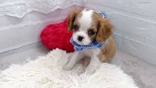 キャバリアの動画01