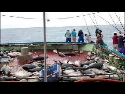 😱😱The attack of large tuna fish is very amazing in the seas of Japan
