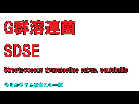 看護学科 今日のグラム染色この1枚 Streptococcus dysgalactiae subsp. equisimilis ～血培の長いレンサのグラム陽性球菌～「背景」に着目しよう！