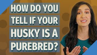 How do you tell if your husky is a purebred?