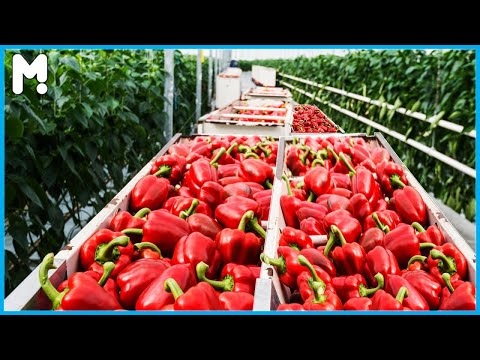 Modern Greenhouse Bell Pepper Farming Harvesting - Amazing Greenhouse Paprika Agriculture Technology