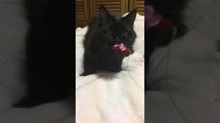 ねこ
