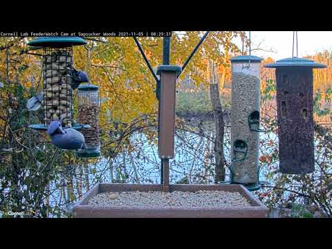 Blue Jay Peanut Frenzy At Sapsucker Woods – Nov. 5, 2021