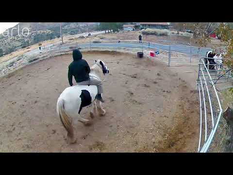 Tom bareback on Glenny