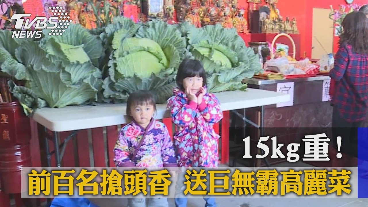 15kg重！前百名搶頭香　送巨無霸高麗菜