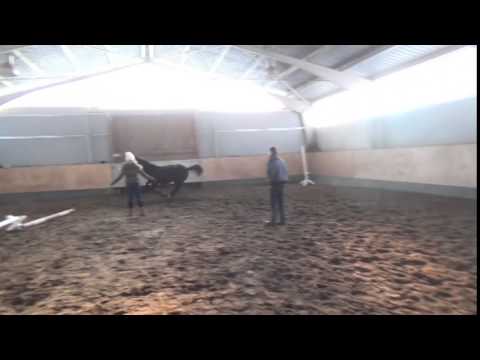 Belissima E, Stute v. Belissimo