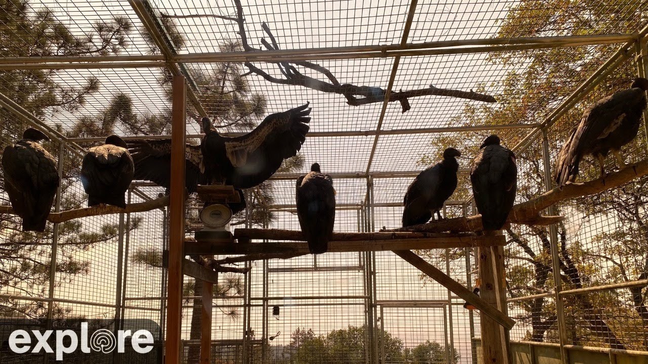 Live webcam view of San Simeon Condor Pen Cam