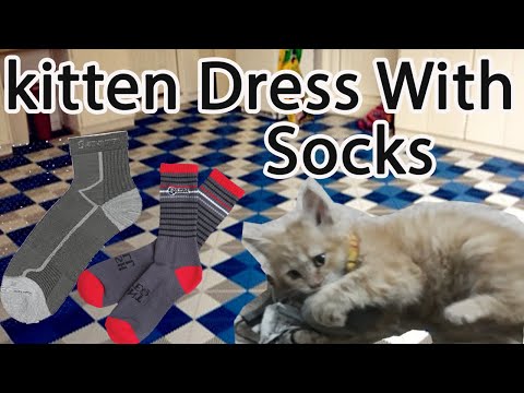 How To Make a Sweater For Pet in Winter with a Sock by Just Try at Home