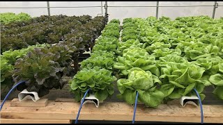 How to get rid of Root Aphids in a NFT Hydroponics System