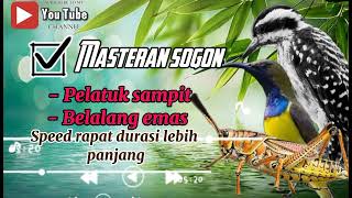 Download lagu MASTERAN SOGON MATERI PELATUK SAMPIT SAMBUNG BELALANG EMAS DURASI PANJANG X LEBAR#sogongacor #sogon mp3