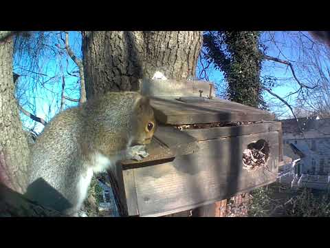 ep283 view from 4 cameras @ squirrel nestbox one @ Nov 25 - Dec 4, 2020 #SquirrelNest
