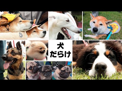 【出会いぬ】クロスランドおやべ わんわんフェス