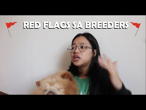 WHAT TO ASK A BREEDER BEFORE BUYING A DOG. Redflags you must know! Chow-chow Edition (Vlog#92)