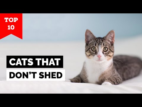 Top 10 Cat Breeds That Don't Shed
